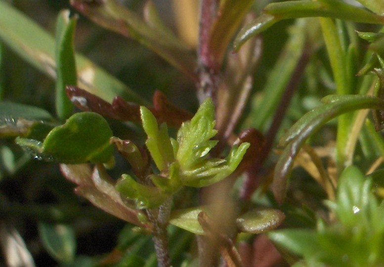 Euphrasia liburnica?